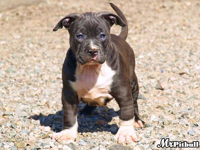 Cute Pit Bull Puppy Picture