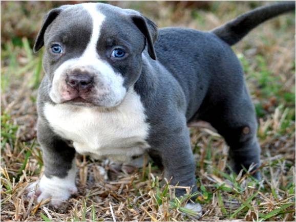 Cute Pit Bull Puppy