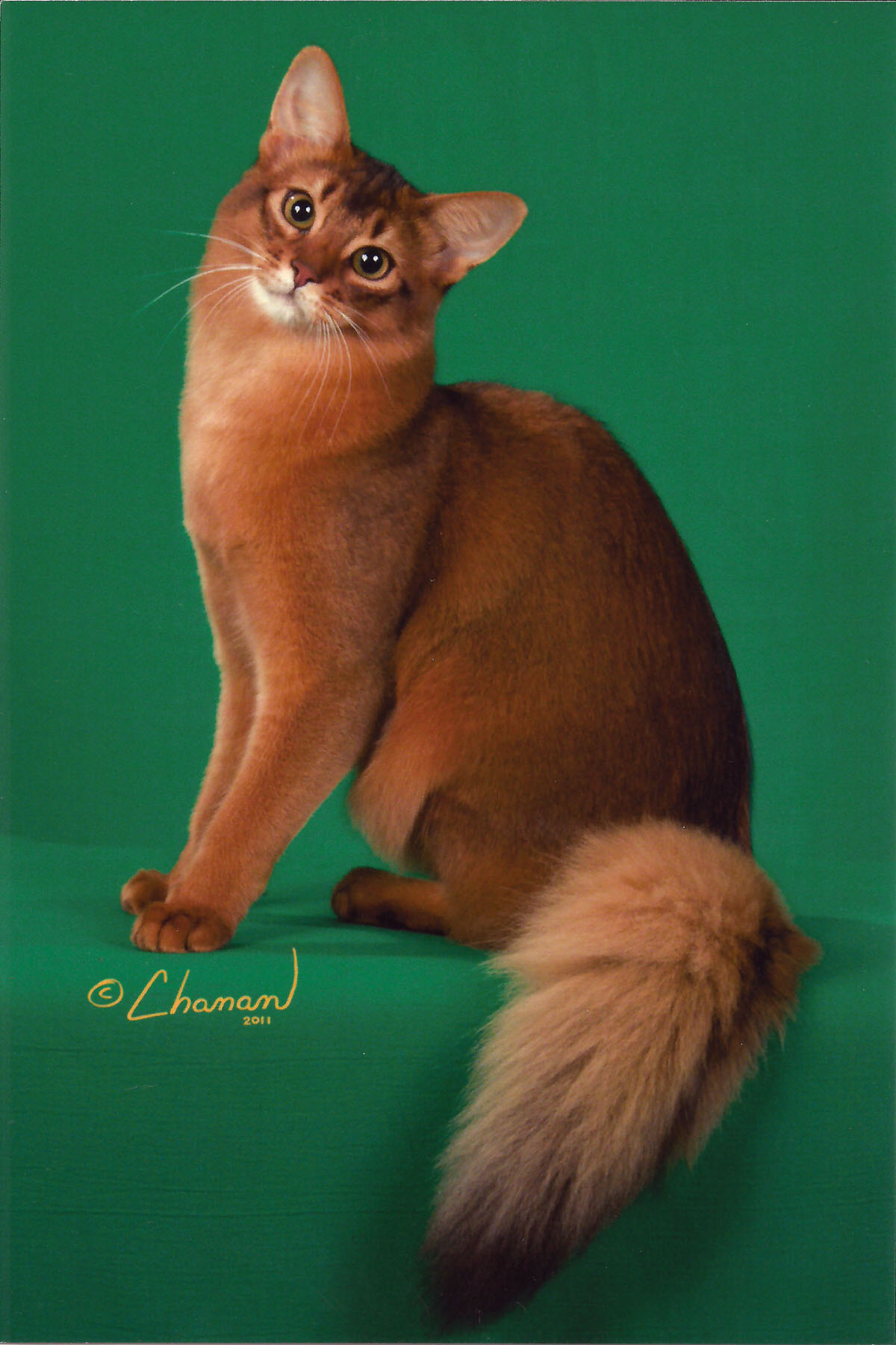 Cute Red Somali Cat