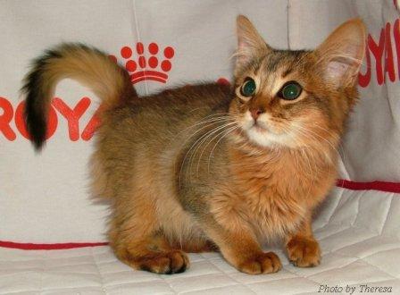 Cute Red Somali Kitten Picture