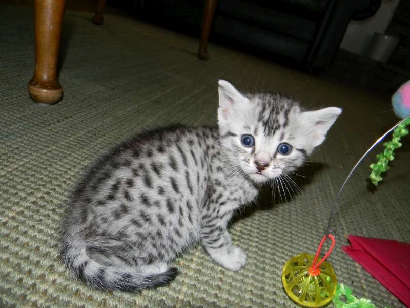 Cute Silver Egyptian Mau Kitten