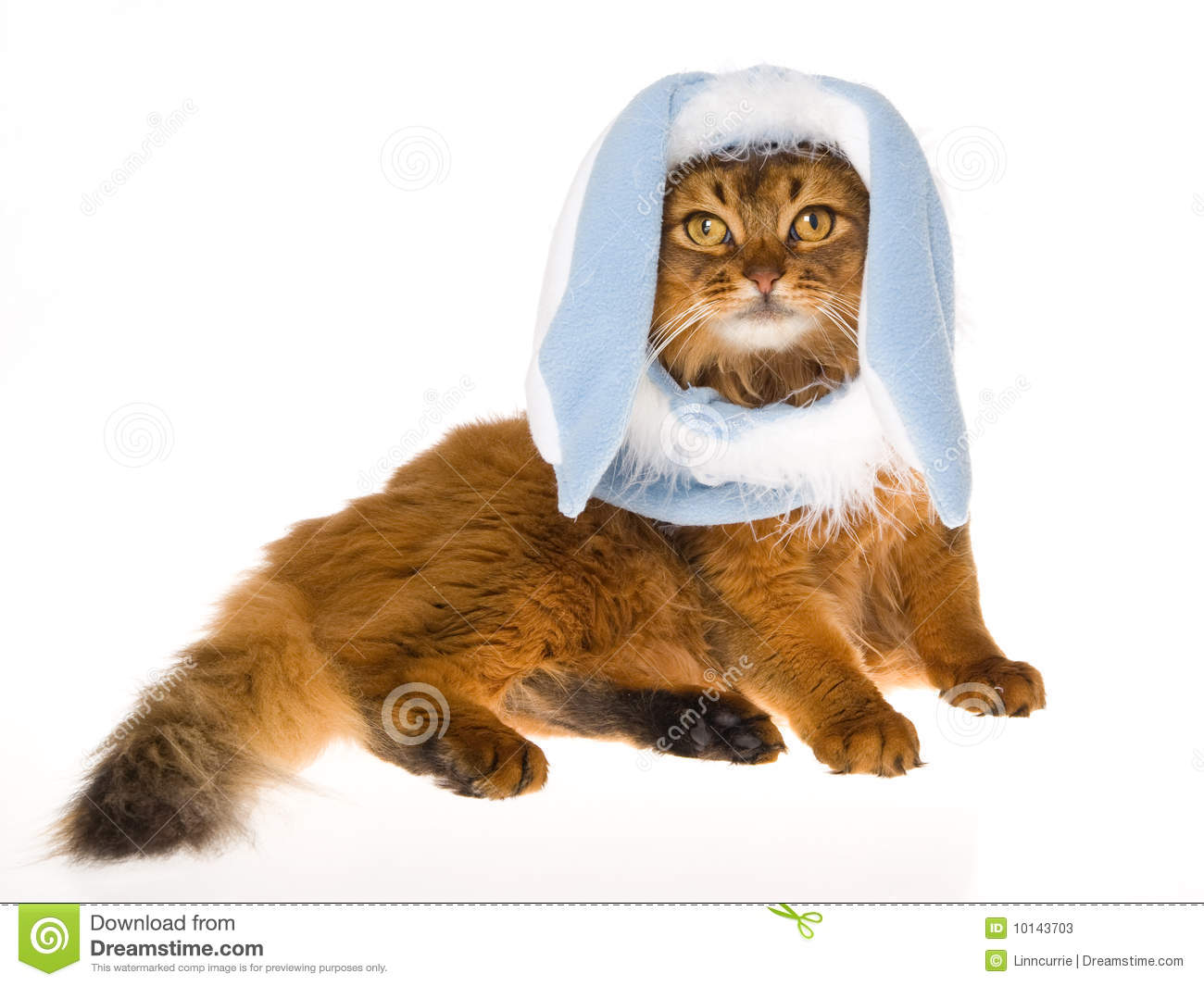 Cute Somali Cat Wearing Blue Bunny Hat
