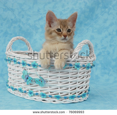 Cute Somali Kitten In Basket