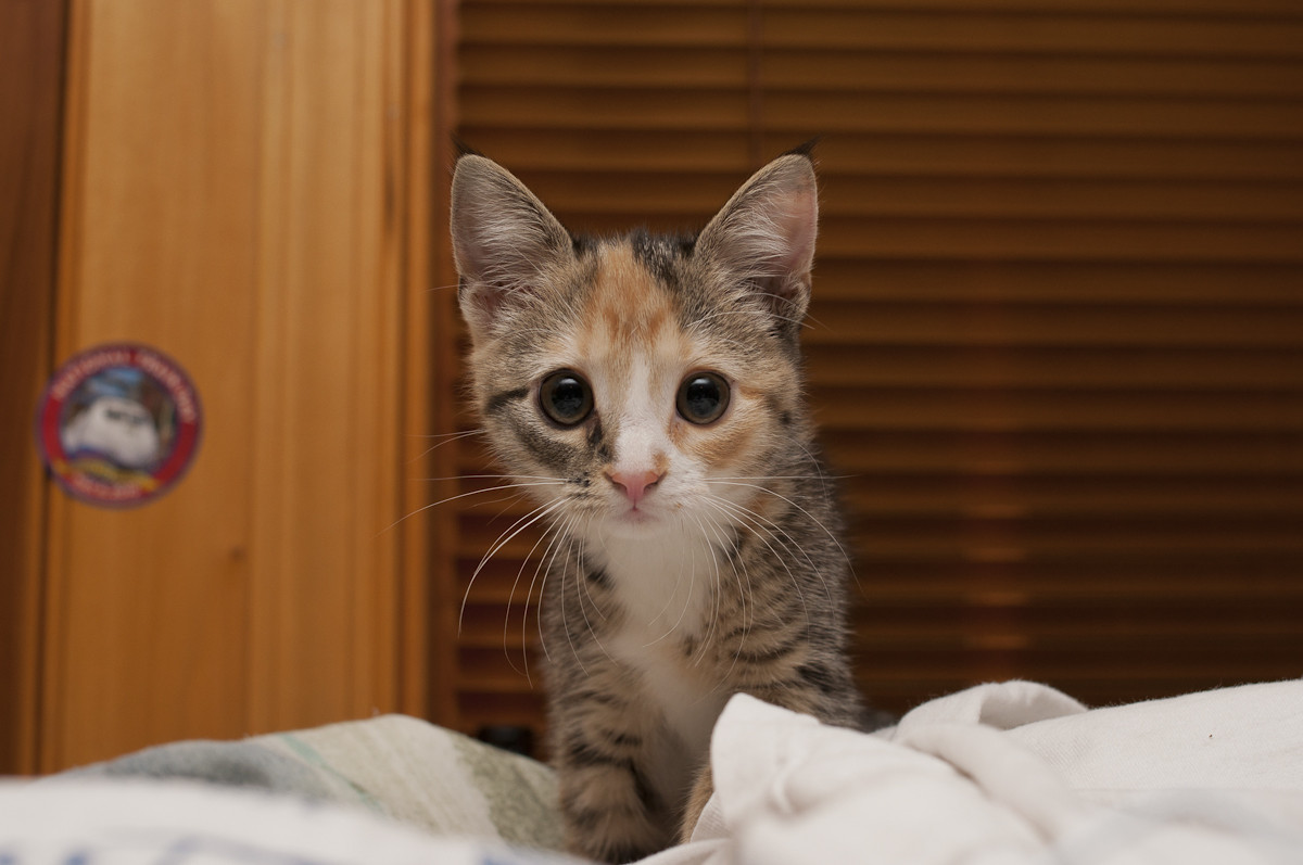 Cute Tabby Aegean Kitten On Bed