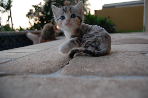Cute Tabby Aegean Kitten