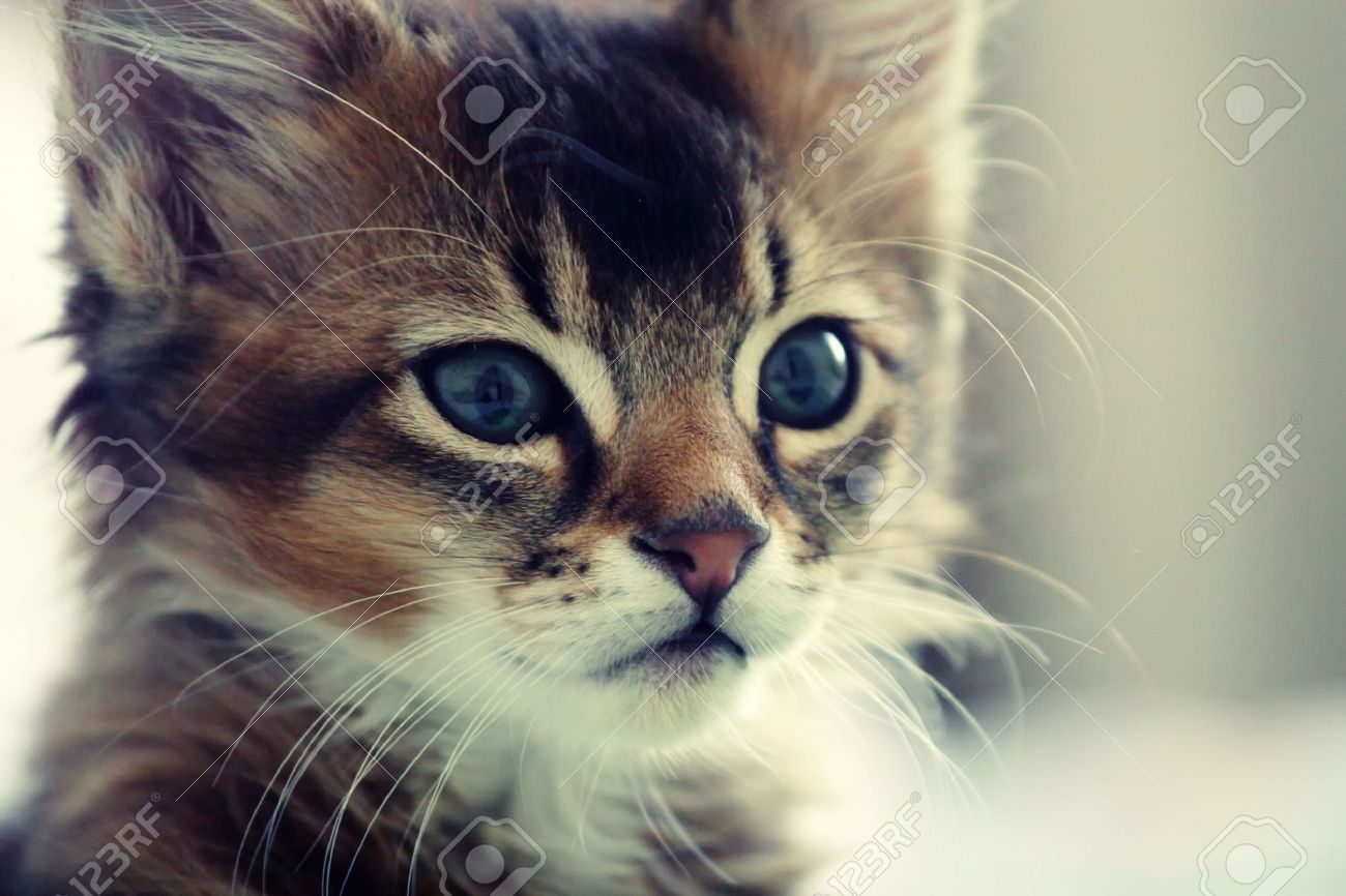 Cute Tabby Somali Kitten Face