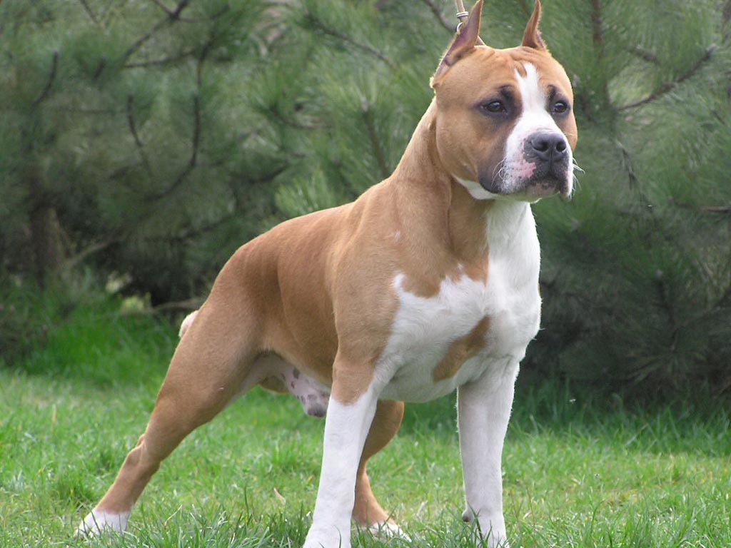 Fawn And White Male Pit Bull Dog