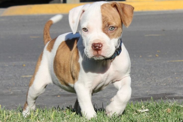 Fawn And White Pit Bull Puppy