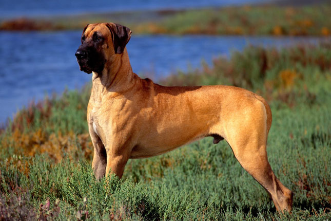 Fawn Great Dane Dog