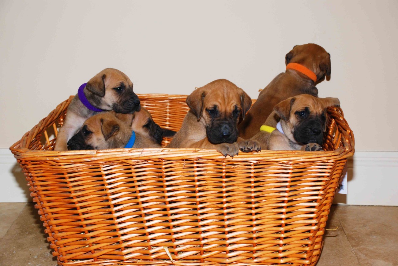 Fawn Great Dane Puppies In Basket