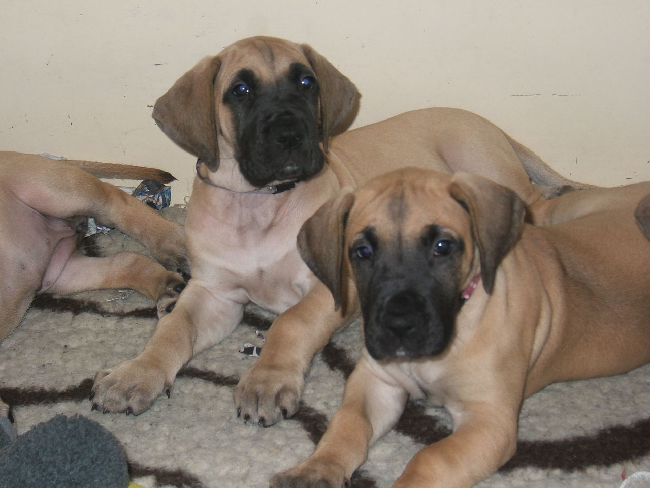 Fawn Great Dane Puppies