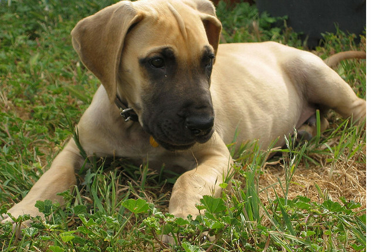 Fawn Great Dane Puppy Sitting Picture