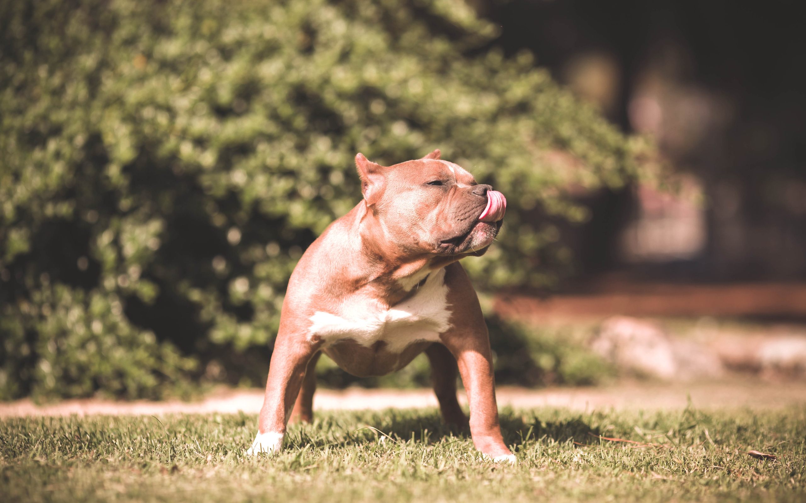 Fawn Pit Bull Dog Image