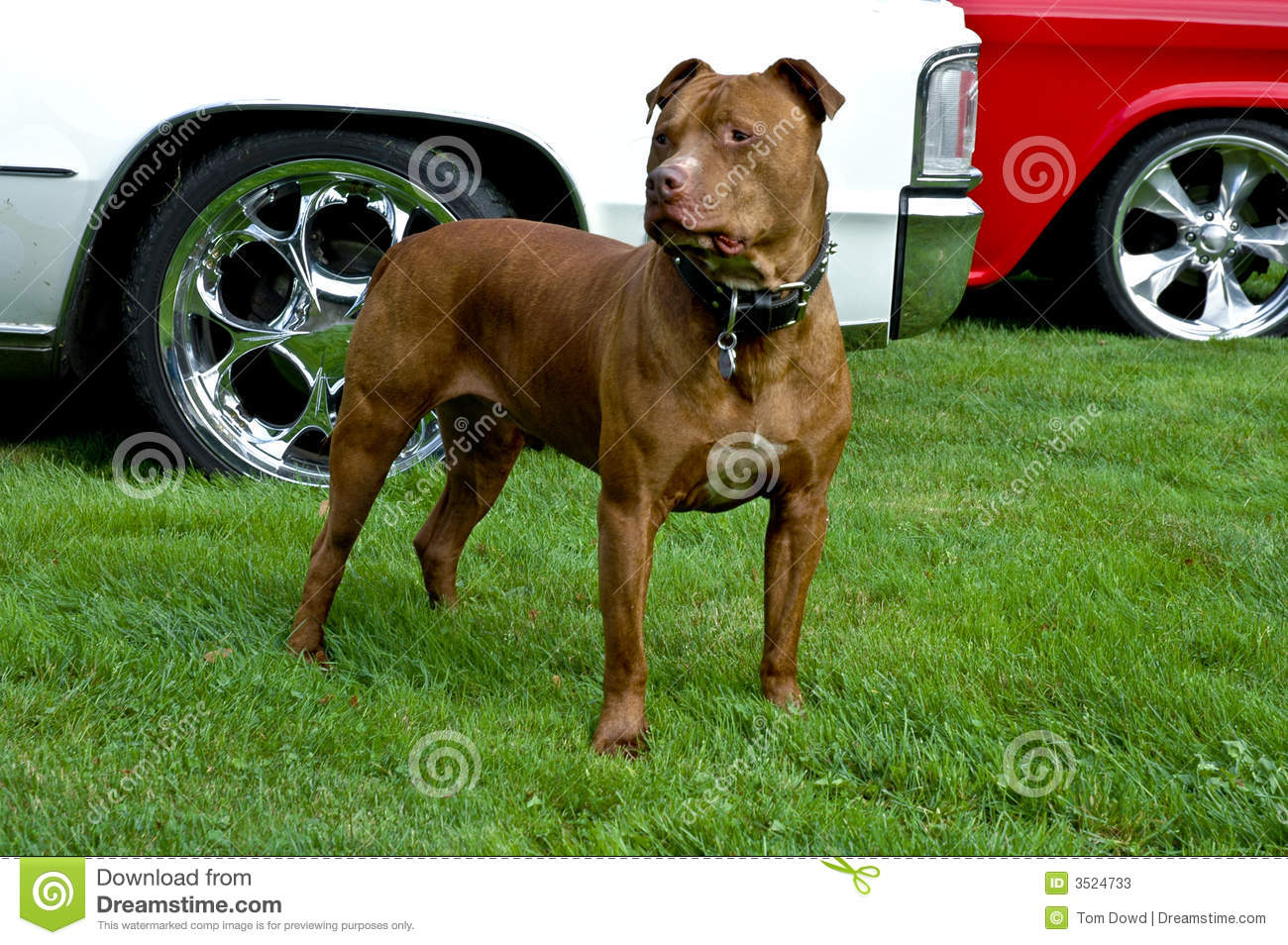 Fawn Pit Bull Dog Standing On Grass