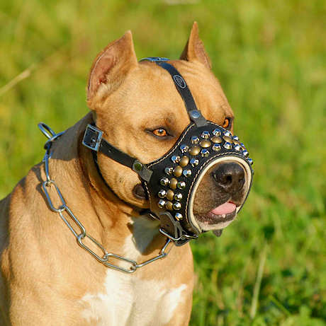 Fawn Pit Bull Dog Wearing Leather Muzzle