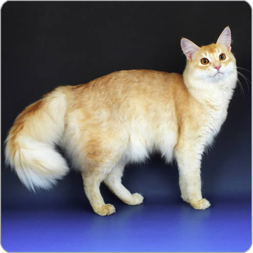 Fawn Somali Cat Picture