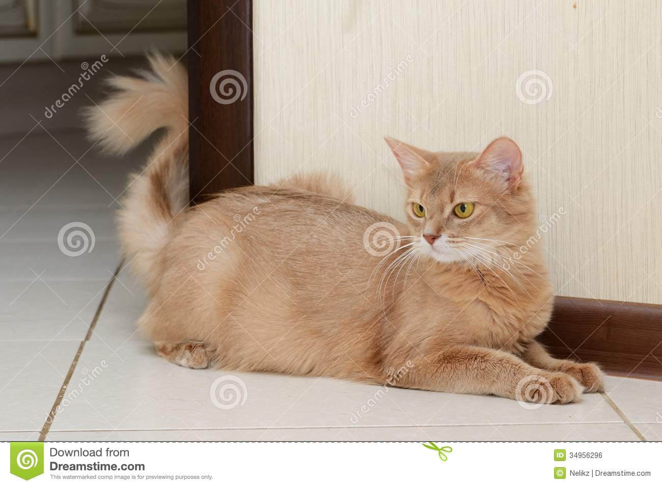 Fawn Somali Cat Sitting Indoor