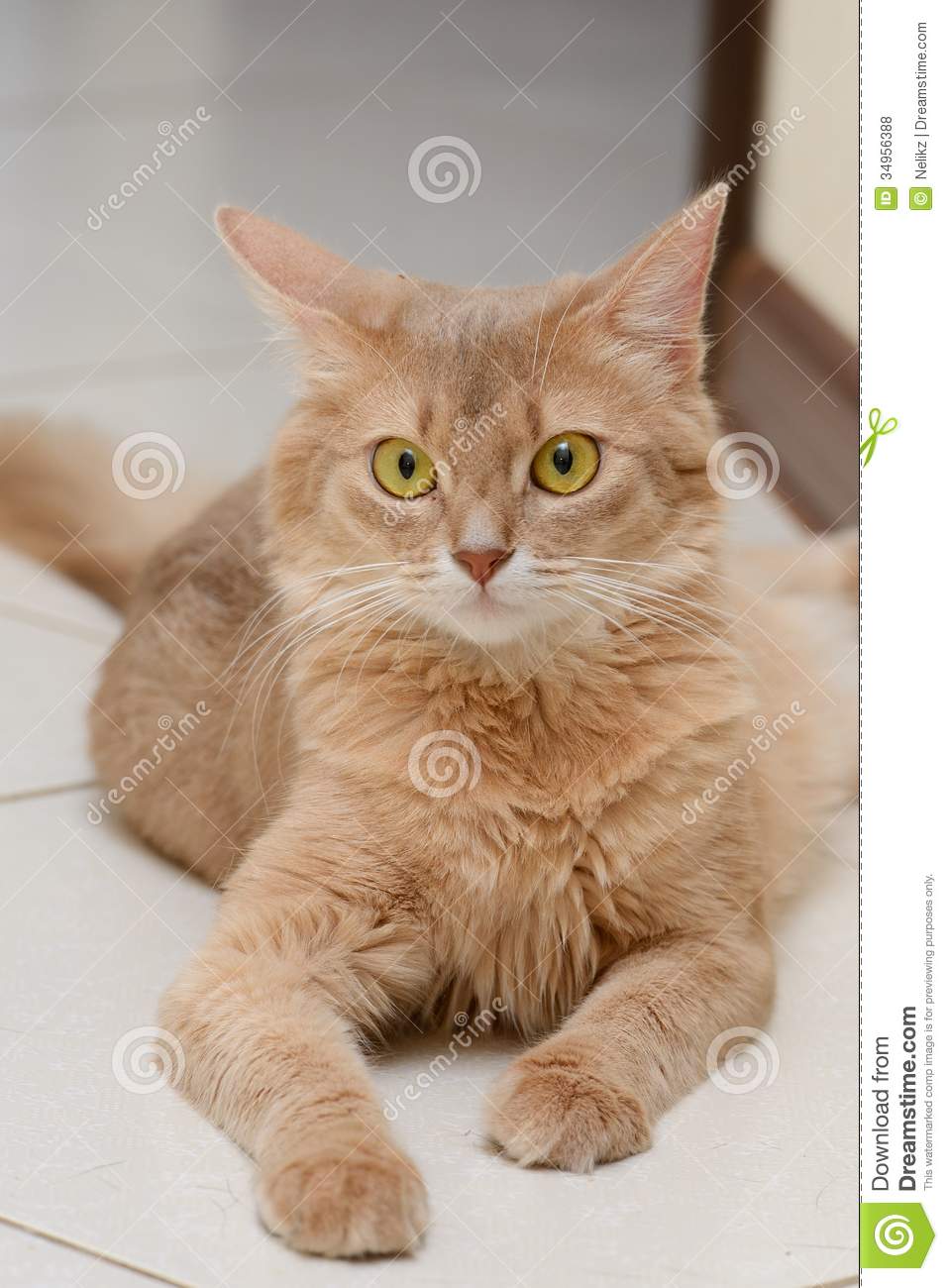 Fawn Somali Cat Sitting Picture
