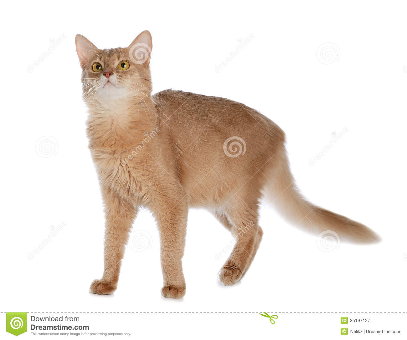 Fawn Somali Cat Standing