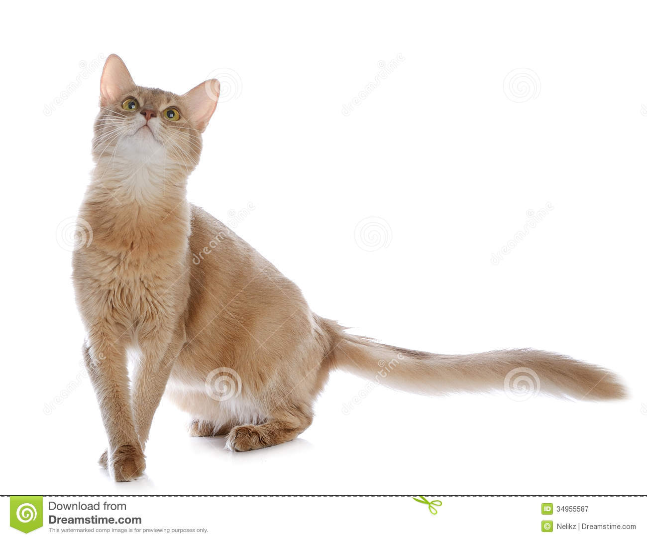 Fawn Somali Cat With Head Up