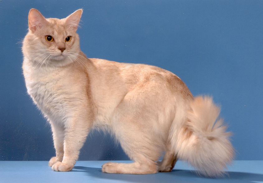Fawn Somali Cat