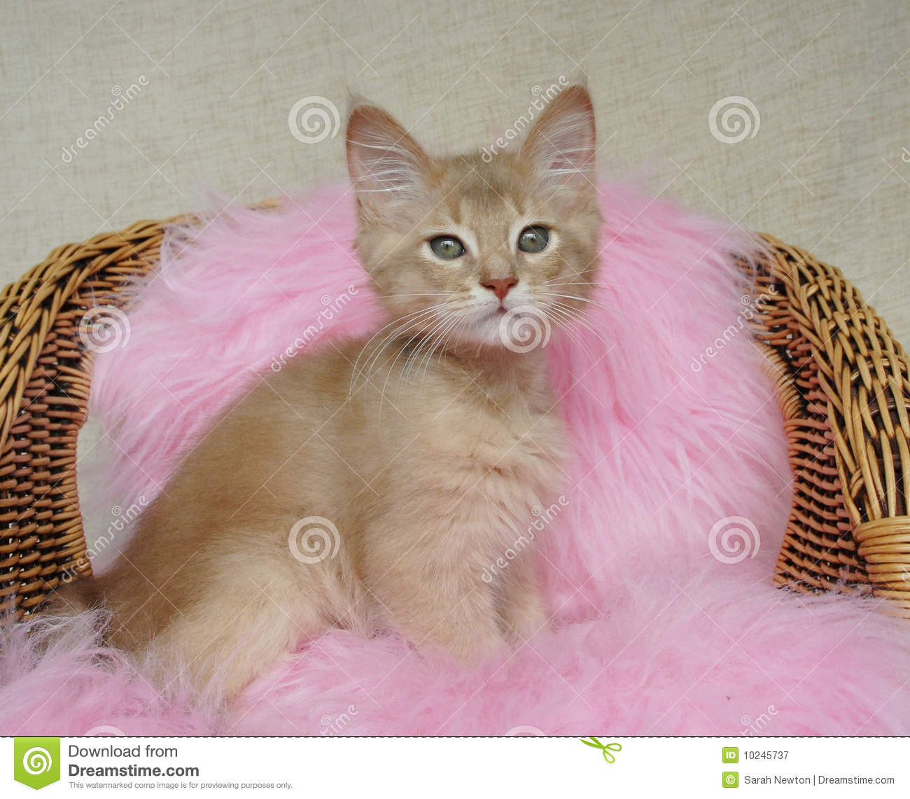 Fawn Somali Kitten Sitting On Chair