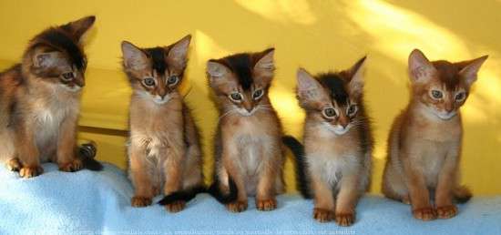 Five Somali Kittens Picture