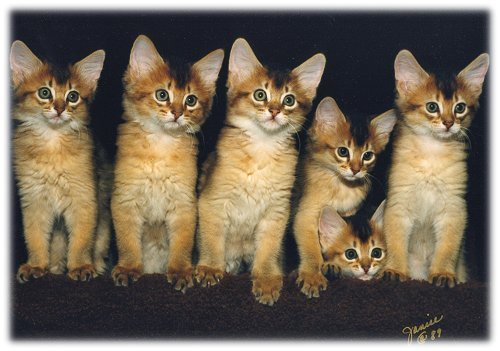 Five Somali Kittens Sitting