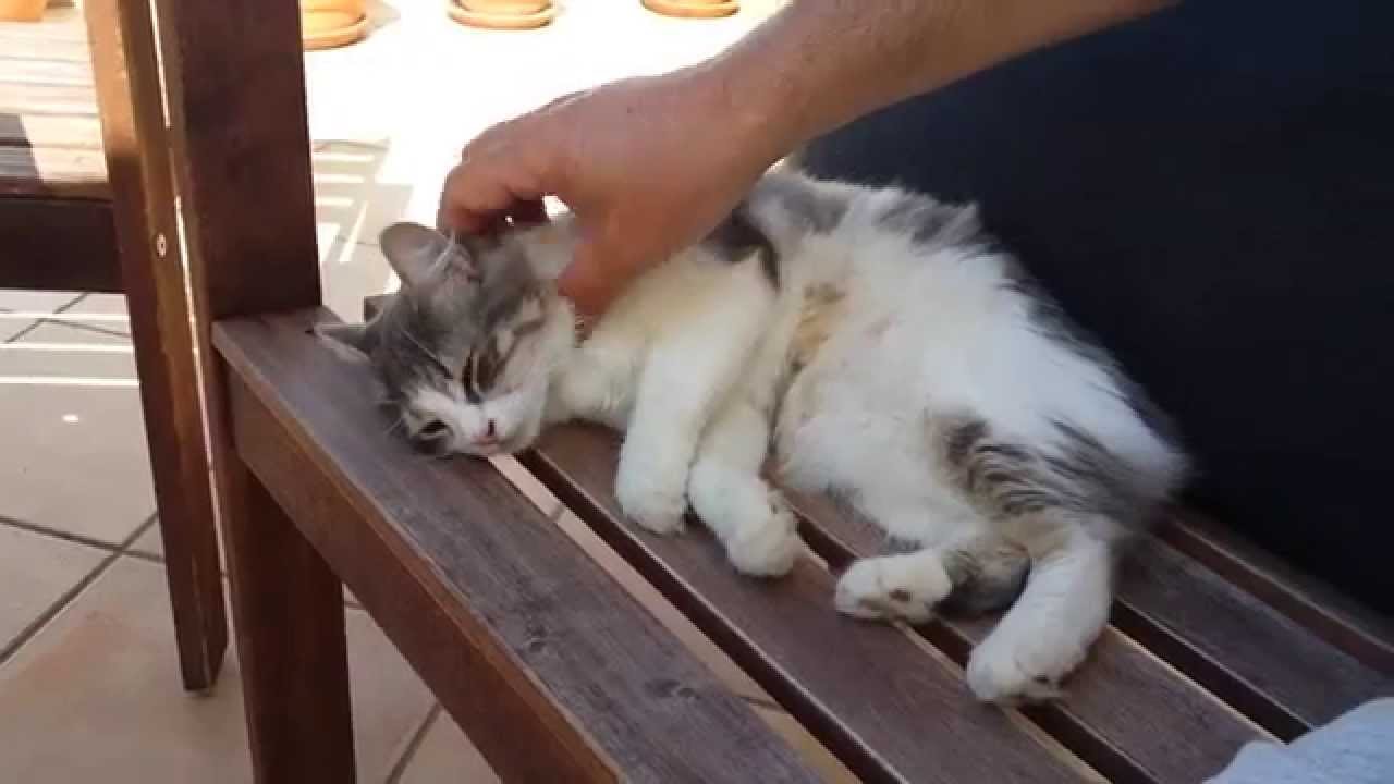 Fluffy Aegean Cat On Table