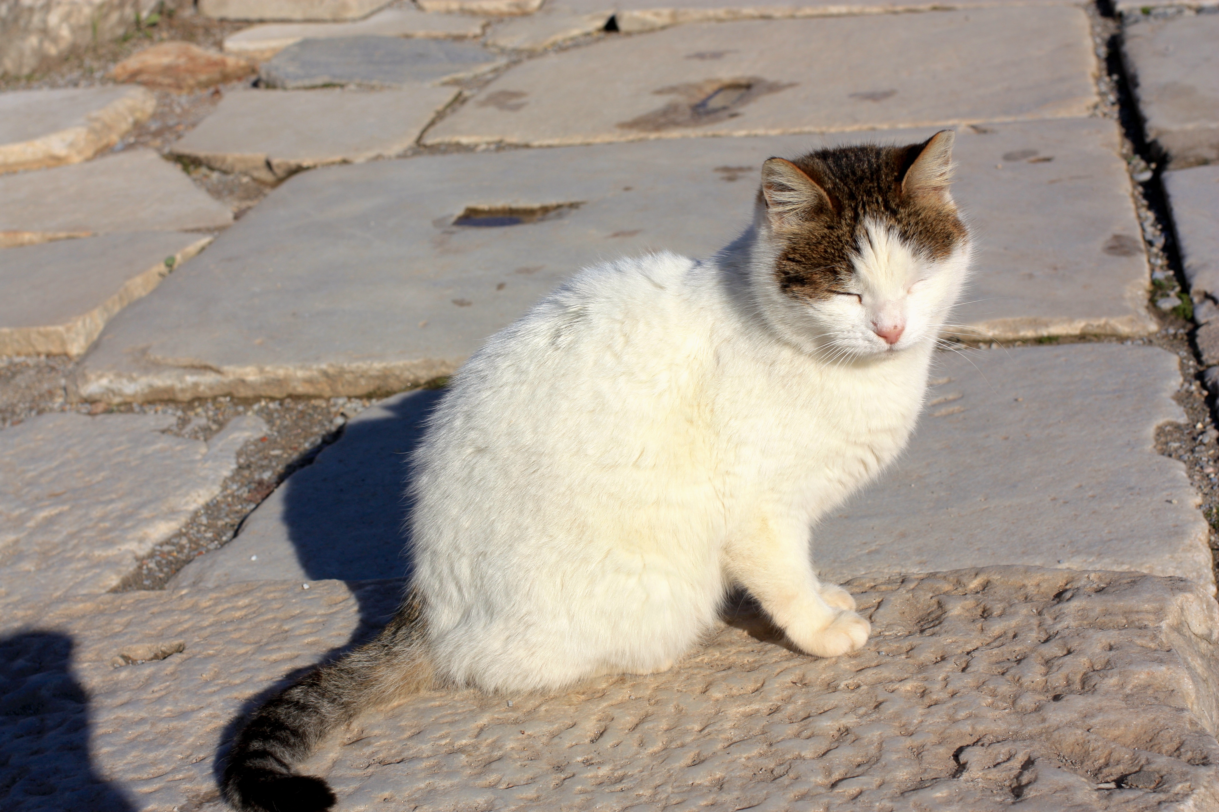 55 Most Beautiful Aegean Cat Pictures And Images