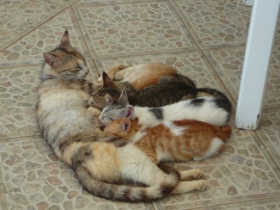 Four Aegean Kittens With Cat