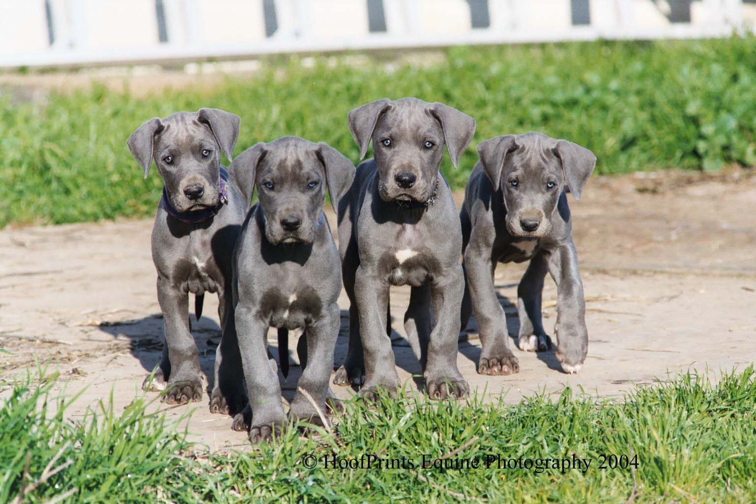 Four Great Dane Puppies Walking