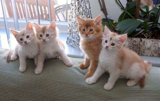 Four Somali Kittens Sitting