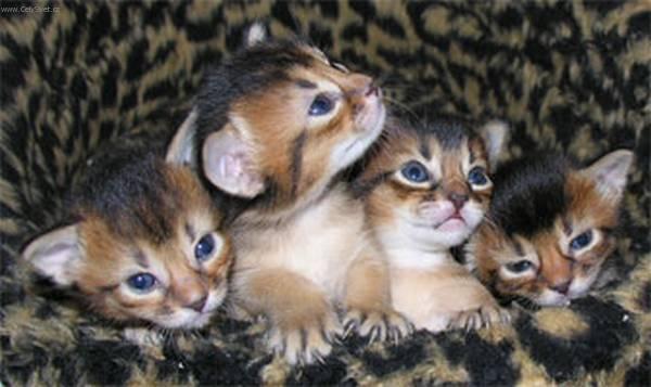Four Somali Kittens