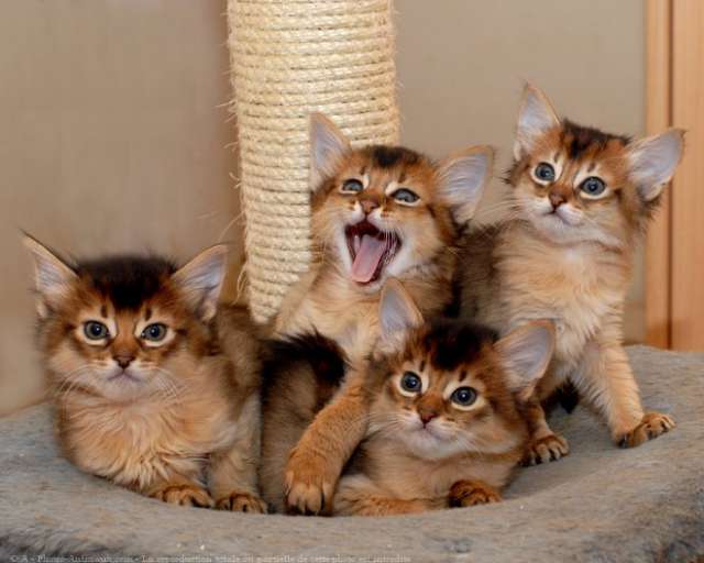 Four Somali Kittens