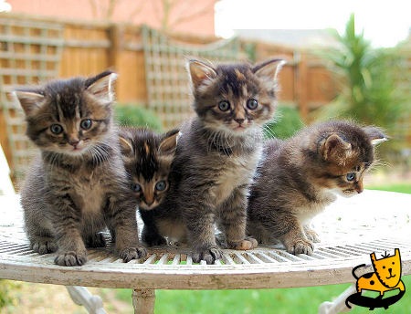 Four Tabby Somali kittens Sitting On Table In Garden