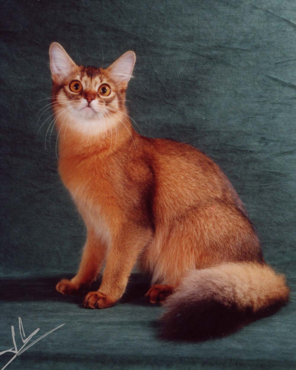 Full Grown Beautiful Red Somali Cat