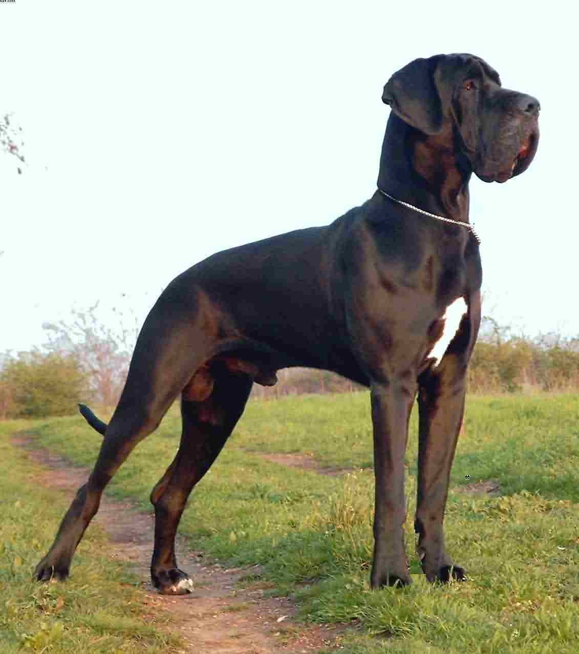 Full Grown Black Great Dane Dog