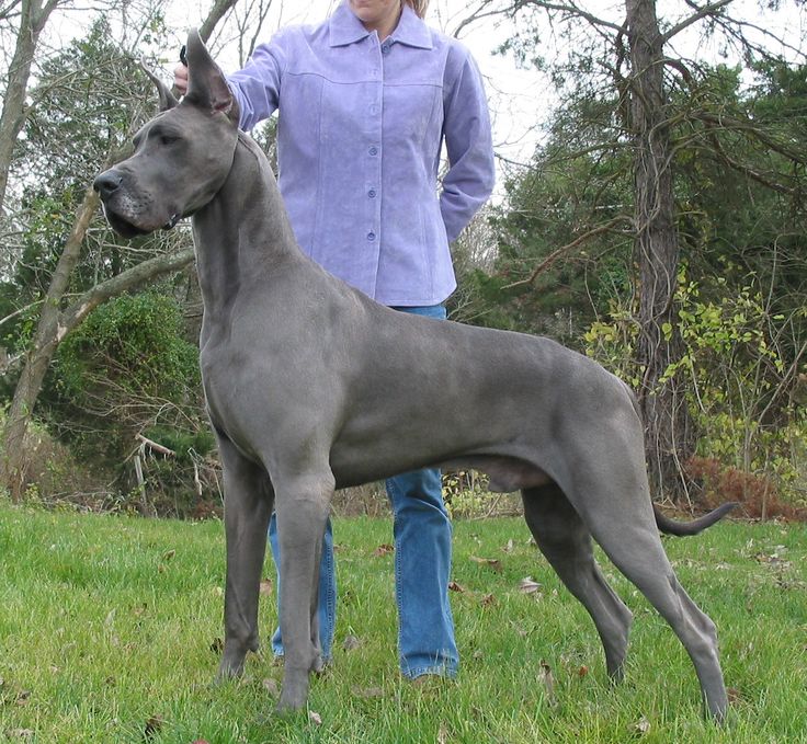 Full Grown Blue Great Dane Dog
