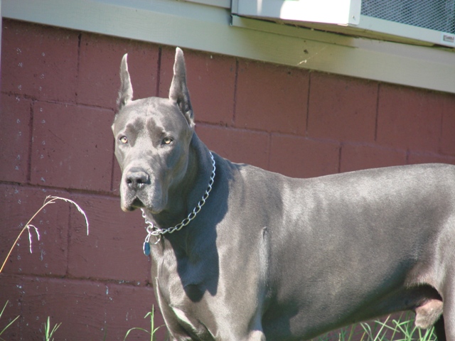 Full Grown Blue Great Dane Picture