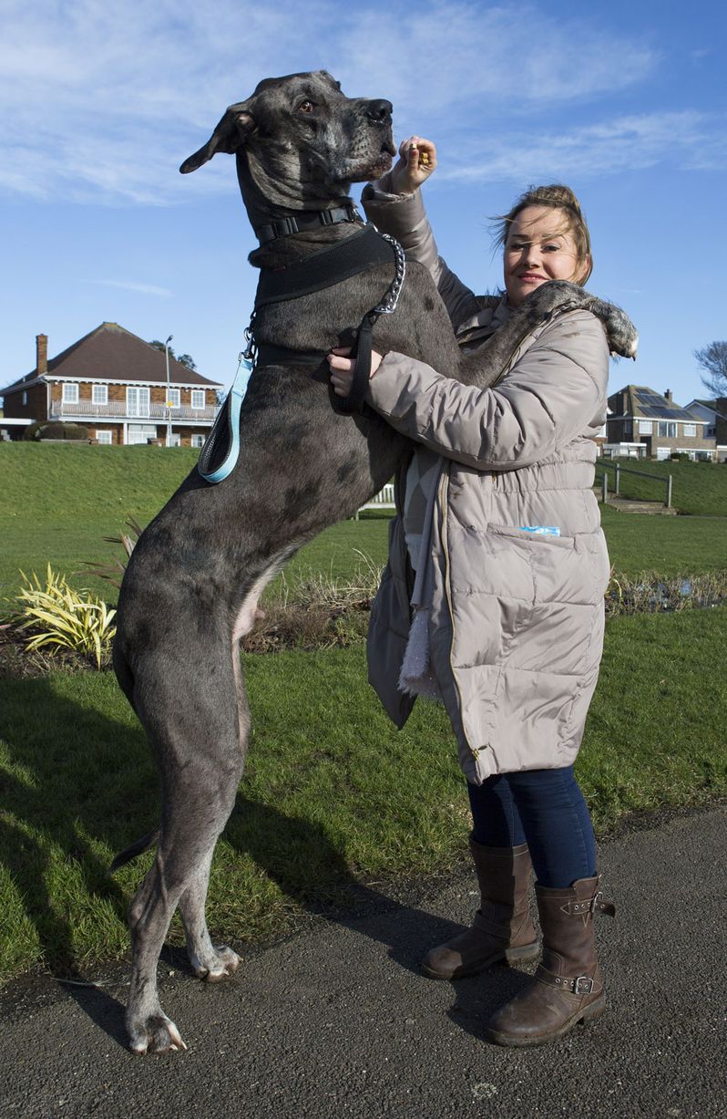 Full Grown Great Dane Dog Standing With Girl