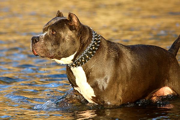 Full Grown Pit Bull Dog Running In Water
