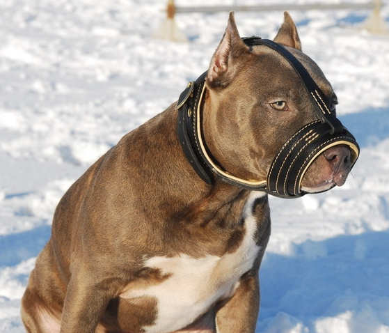 Full Grown Pit Bull Dog Wearing Muzzle Sitting On Snow