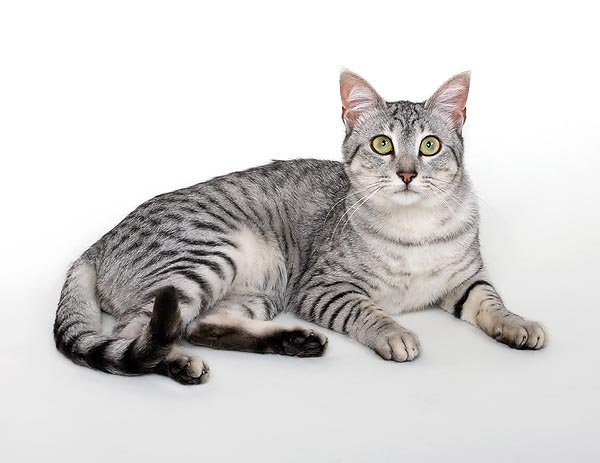 Full Grown Silver Egyptian Mau Cat