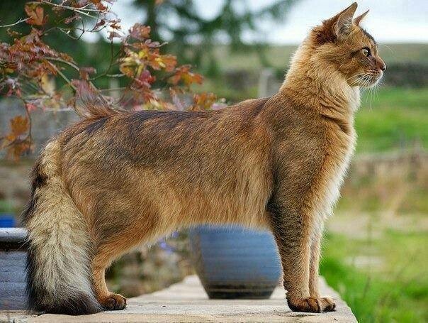 Full Grown Somali Cat Standing