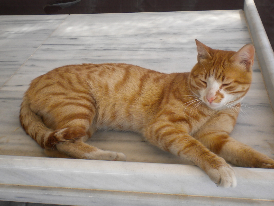 Full Grown Tabby Aegean Cat Laying Down