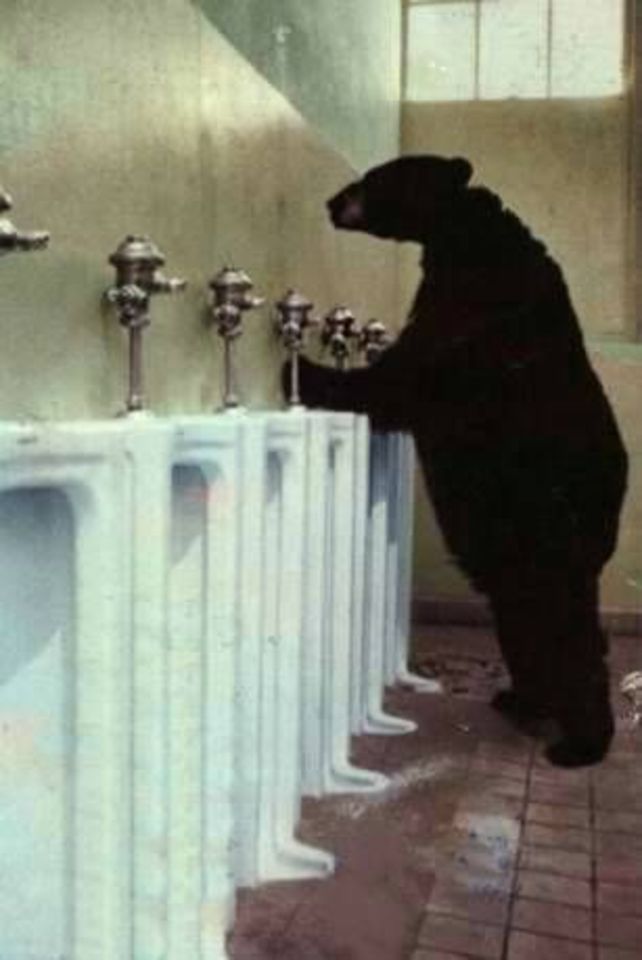 Funny Bear Bathroom Humor Picture