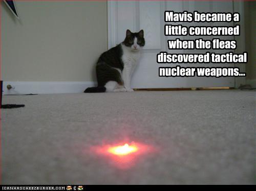 Funny Cat Afraid From Laser
