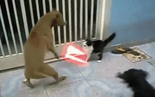 Funny Dog And Cat Laser Fight Image