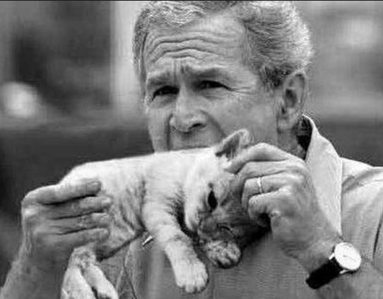 Funny George Bush Eating Cat Photoshop Picture